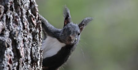 scoiattolo nero aspromonte Ph Giuseppe Martino 12d724ad - Meraviglie di Calabria - 19