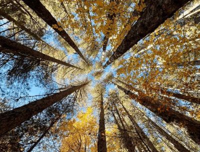 Foliage e trekking tra i Giganti della Sila, parola del Fondo Ambiente Italiano
