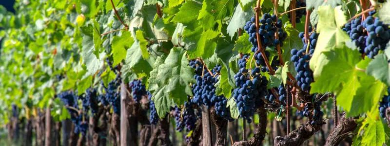 Nei vitigni autoctoni calabresi le radici del vino italiano