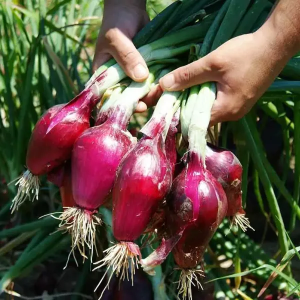 Cipolla Rossa di Tropea Calabria Igp, «una storia di successo»