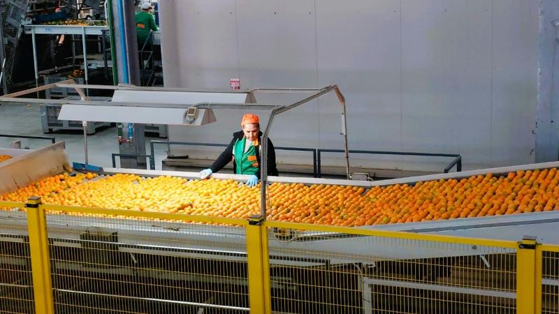 Clementina Festival, nuove prospettive per la filiera calabrese