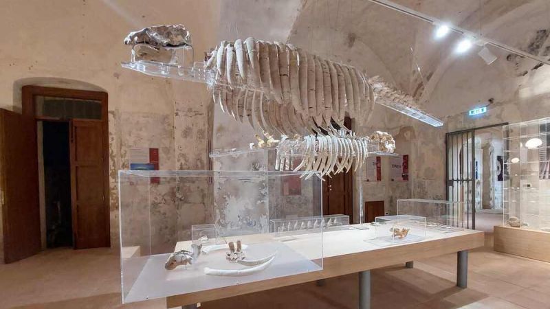 Museo del mare e1679666321688 14de4c71 - A Tropea nel Museo del Mare, reperti unici al mondo - 1 A Tropea nel Museo del Mare, reperti unici al mondo