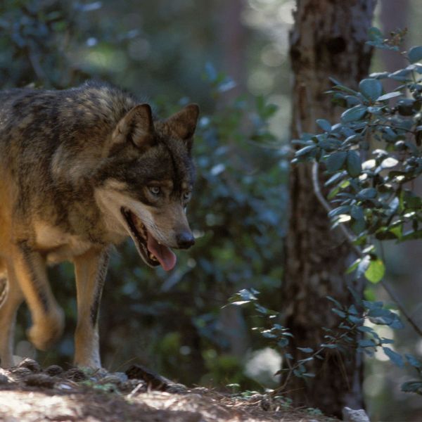 Pollino, catturata e rilasciata la lupa Sofia per il progetto WOLFNExT