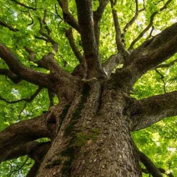È la Giornata nazionale degli alberi, uno sguardo ai monumenti verdi di Calabria
