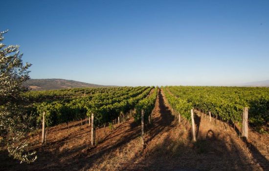 vigneto saracena 147b8bf6 - Meraviglie di Calabria - 1