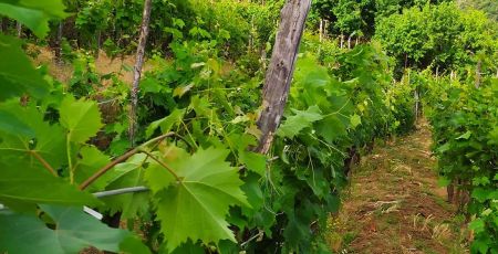 vitigno eroico costa viola 1 159e9e72 - Meraviglie di Calabria - 1