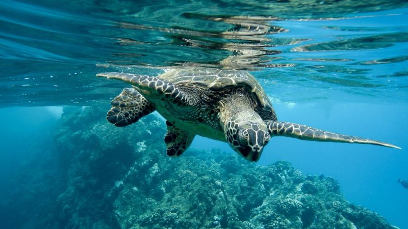 Calabria culla delle Caretta caretta, seconda in Italia con 17 nidi WWF