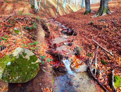 Faggeta di Condrò: la Foresta di Rubini