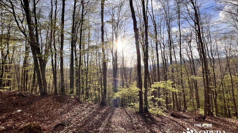 Opera Sila, generi e linguaggi diversi si incontrano nel bosco