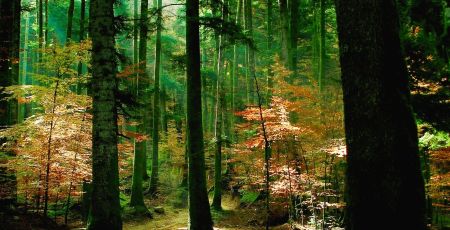 Parco Serre 1 16a7a881 - Meraviglie di Calabria - 1