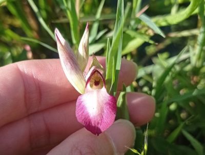 BioBlitz in Aspromonte, tutte le meraviglie della biodiversità nascosta