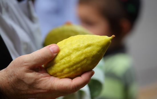 cedro foto mano 1 17e7bdd8 - Meraviglie di Calabria - 19