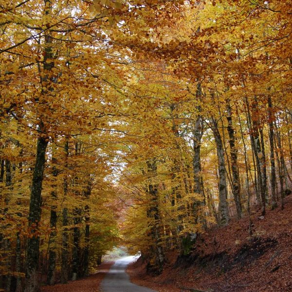 Pollino, gli studi sulle Foreste vetuste come archivi viventi di biodiversità