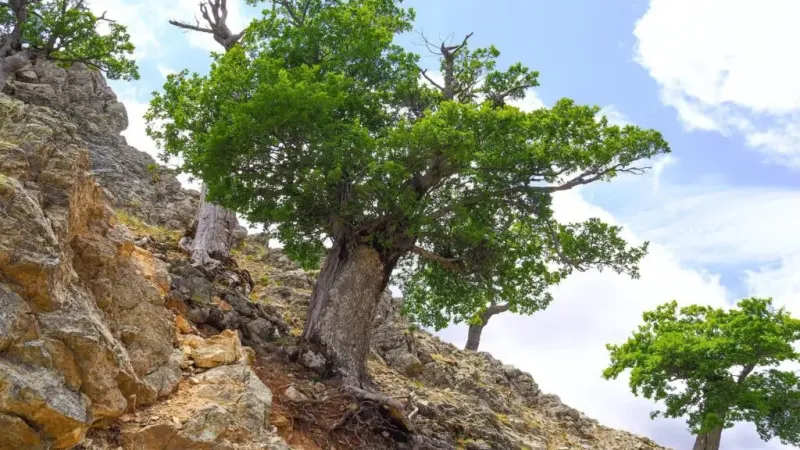 quercia lungo il crinale di Monte Perre 1024x768.jpg 173b864e - Demetra, la millenaria quercia lungo la Ciclovia dei Parchi di Calabria - 1 Demetra, la millenaria quercia lungo la Ciclovia dei Parchi di Calabria