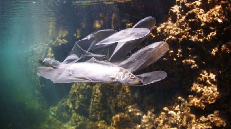 plastic free 18801cbf - Plastic Free, 21 tappe in Calabria per rimuovere 500 tonnellate di rifiuti - 1 Plastic Free, 21 tappe in Calabria per rimuovere 500 tonnellate di rifiuti