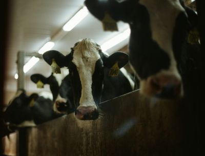 Campotenese, un caso studio per EDF Italia sul futuro del latte