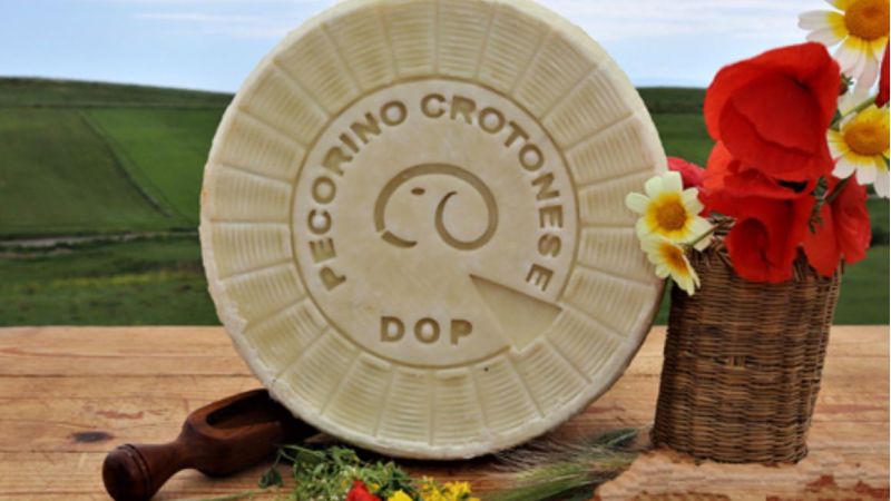 pecorino crotonese 1 1 1964fb02 - Pecorino Crotonese DOP, salto di qualità con una nuova certificazione - 1 Pecorino Crotonese DOP, salto di qualità con una nuova certificazione