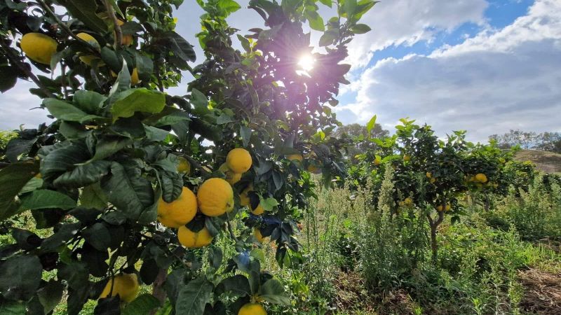 Bergamotto 1 1a9b4229 - Con il Treno del Bergamotto tutta la storia e i profumi dello Jonio - 1 Con il Treno del Bergamotto tutta la storia e i profumi dello Jonio