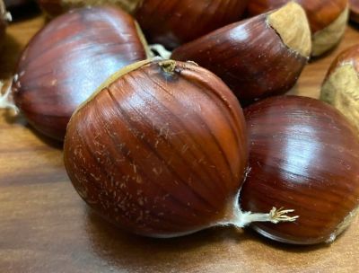 La Calabria nel Presidio Slow Food della castanicoltura tradizionale