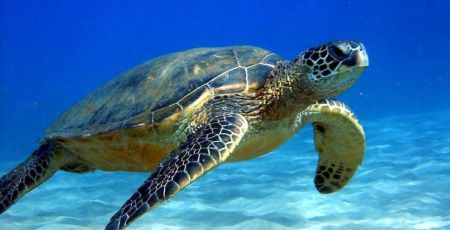 Loggerhead sea turtle facts and photos 1abaca66 - Meraviglie di Calabria - 39
