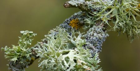 licheni 1b0b9761 - Meraviglie di Calabria - 16