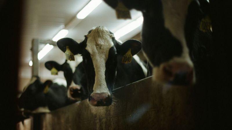 Campotenese, un caso studio per EDF Italia sul futuro del latte