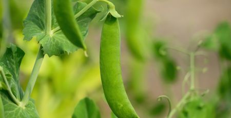 Piselli 1 1d245737 - Meraviglie di Calabria - 5