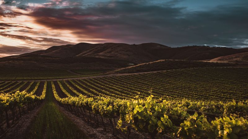 vitigni autoctoni scaled 1d6f31e2 - VitignoItalia 2025, i vini calabresi tra le eccellenze in mostra a Napoli - 1 VitignoItalia 2025, i vini calabresi tra le eccellenze in mostra a Napoli