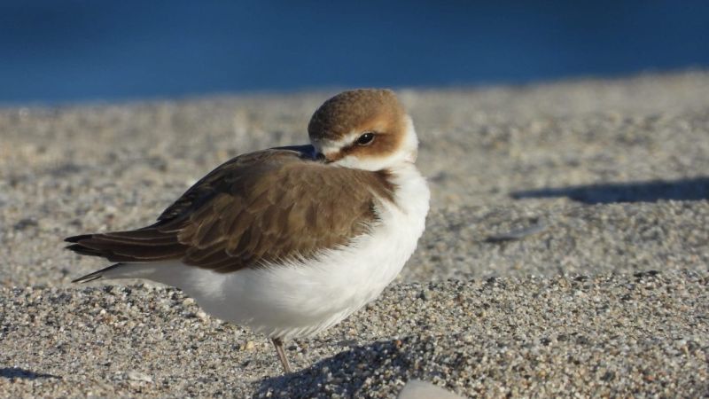 Fratino a rischio estinzione, un piano europeo coinvolge la Calabria