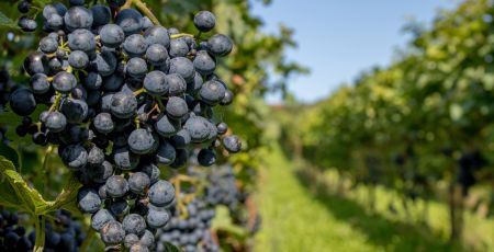 Uva vigneto 207d84f8 - Meraviglie di Calabria - 39