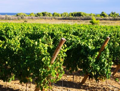 Cirò Wine Fest, Carlo Siciliani: il Cirò protagonista con identità e visione