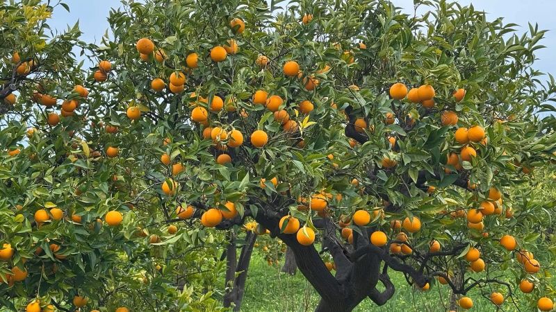 WhatsApp Image 2025 05 27 at 17.48.08 2 21c8e37a - Otto produttori salvano i terreni dove l'Arancia Bionda Tardiva di Trebisacce ha preso il posto della vite - 1 Otto produttori salvano i terreni dove l’Arancia Bionda Tardiva di Trebisacce ha preso il posto della vite