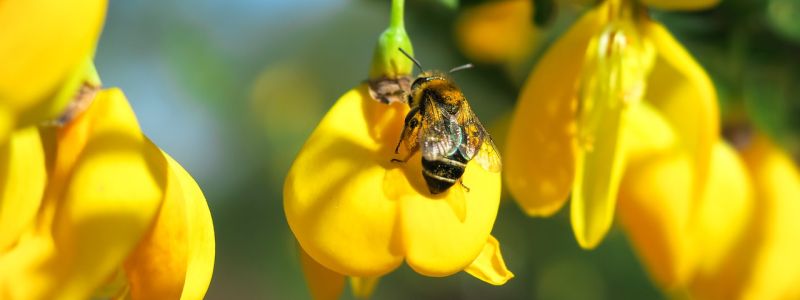 Tessitura della ginestra, dai corredi contadini ai progetti di sostenibilità
