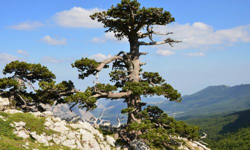 Pollino pino loricato ph Parco Pollino 22cd1bba - Meraviglie di Calabria - 10