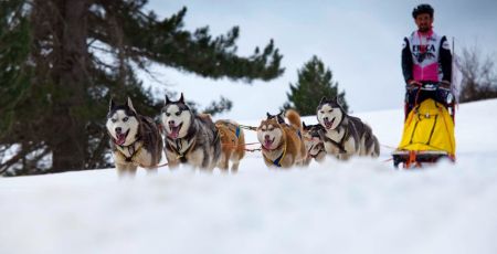 Sila Dog on the Snow 11 22d638df - Meraviglie di Calabria - 41