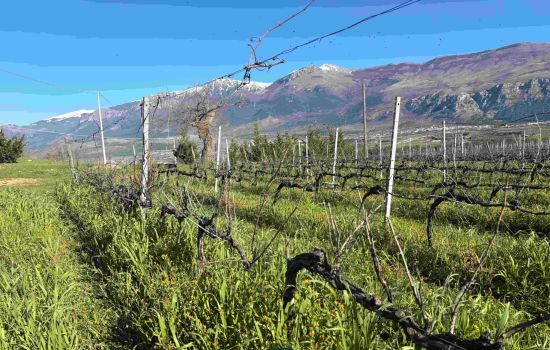 vigneti Pollino Enoico vigna Ferrocinto 1 1 scaled 22ee5db7 - Meraviglie di Calabria - 1