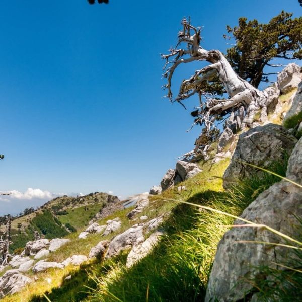 Il Pollino regala alla scienza una nuova specie del fiore “Armeria”