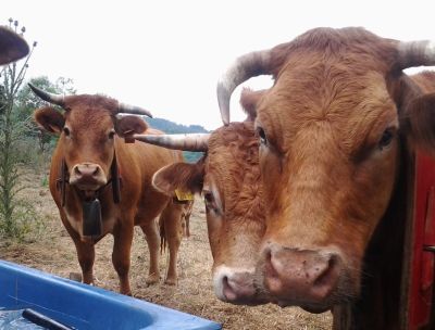 Natura Carne, in Calabria la filiera corta e sostenibile delle carni locali