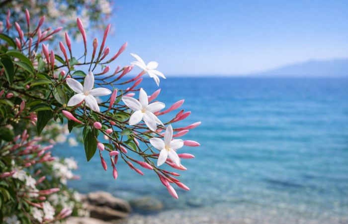 Visita la Riviera dei Gelsomini