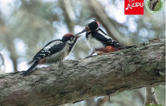 Sila uccelli Picchio rosso maggiore Lipu ph Tommaso Talerico 24664bed - Meraviglie di Calabria - 1