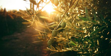 ulivo 2481214a - Meraviglie di Calabria - 7