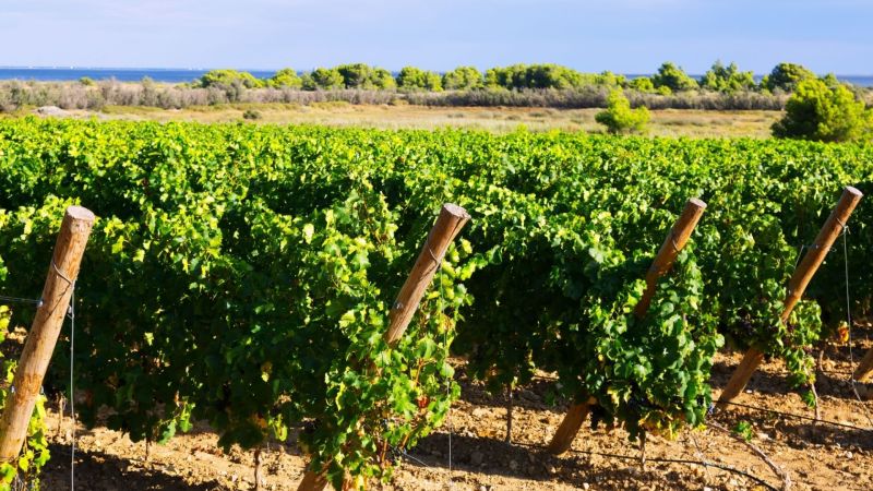 Cirò Wine Fest, Carlo Siciliani: il Cirò protagonista con identità e visione
