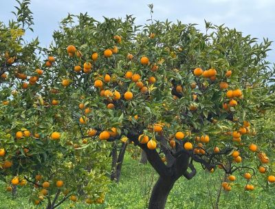 Otto produttori salvano i terreni dove l’Arancia Bionda Tardiva di Trebisacce ha preso il posto della vite
