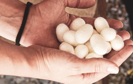 Nido di seta Miriam Pugliese 1 a 269c7ffe - Meraviglie di Calabria - 9