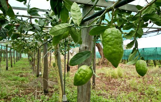 Slow Food Cedro ph Archivio Slow Food 260be45e - Meraviglie di Calabria - 4