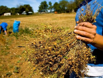 Calabria hotspot di biodiversità, a Tropea “Anteprima Terra Madre”
