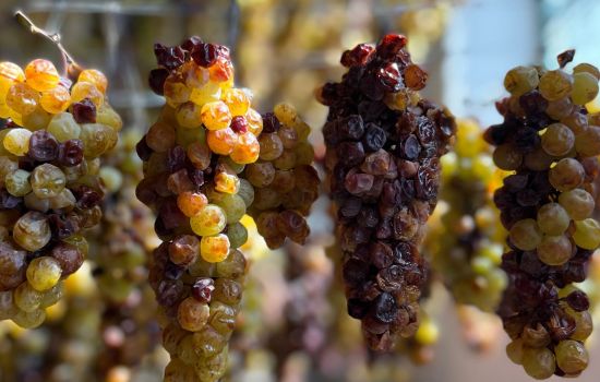Uva moscato saracena 264713e6 - Meraviglie di Calabria - 9