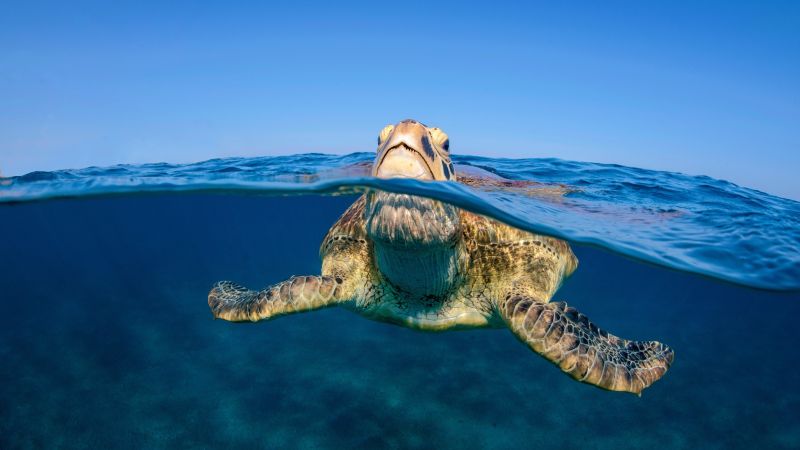 caretta caretta 1 26d9dace - Caretta caretta, nuovo record con 180 nidi censiti in Calabria - 1 Caretta caretta, nuovo record con 180 nidi censiti in Calabria