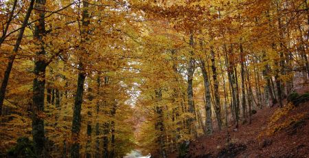 faggetavetustadel pollinellon 2660fe87 - Meraviglie di Calabria - 25