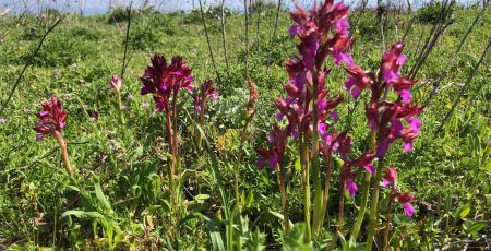 sentiero orchidee 8 264ccf4e - Meraviglie di Calabria - 23